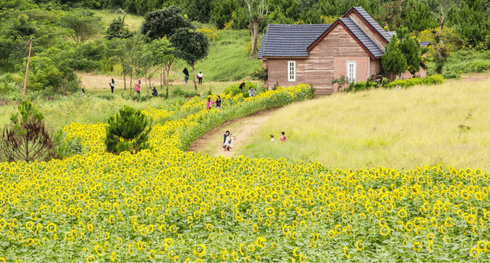 canh-dong-hoa-da-lat