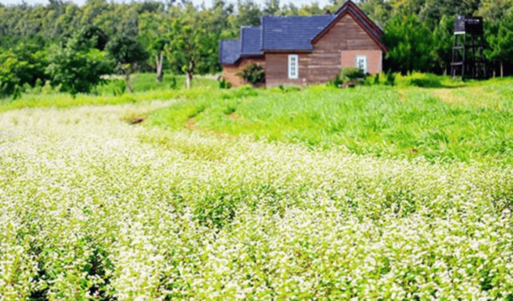 da-lat-milk-farm