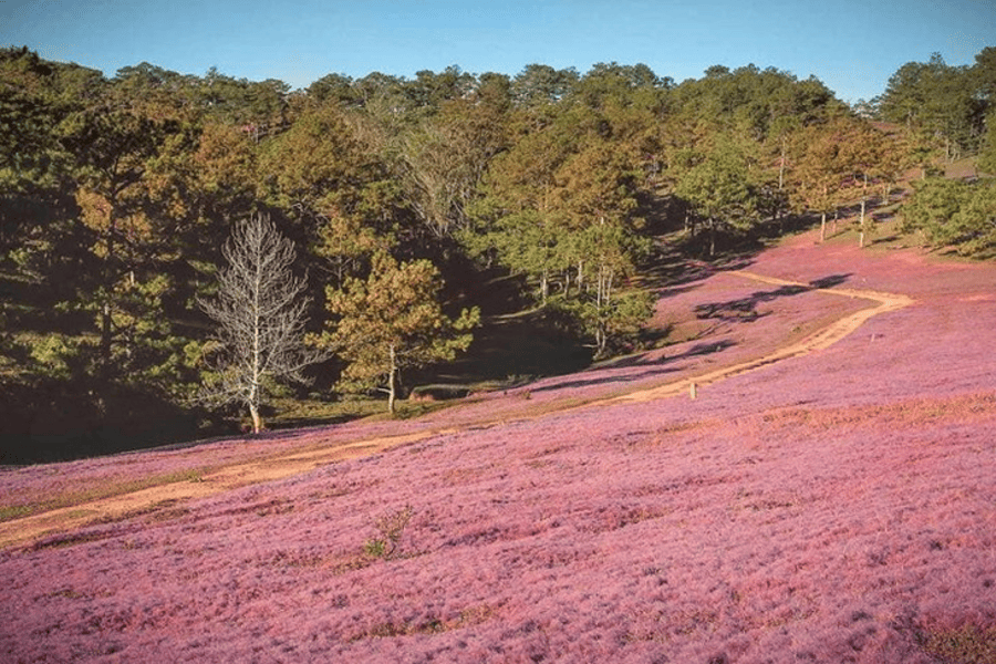 doi-co-hong-da-lat