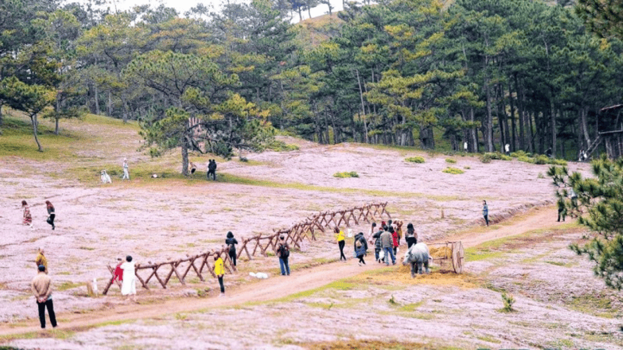 doi-co-hong-da-lat