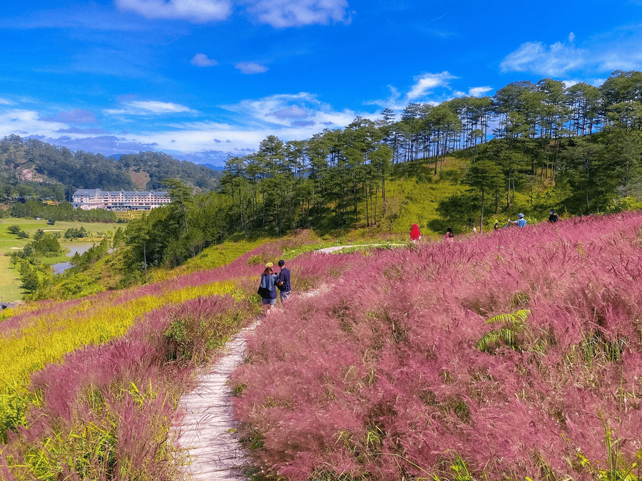 doi-co-hong-da-lat
