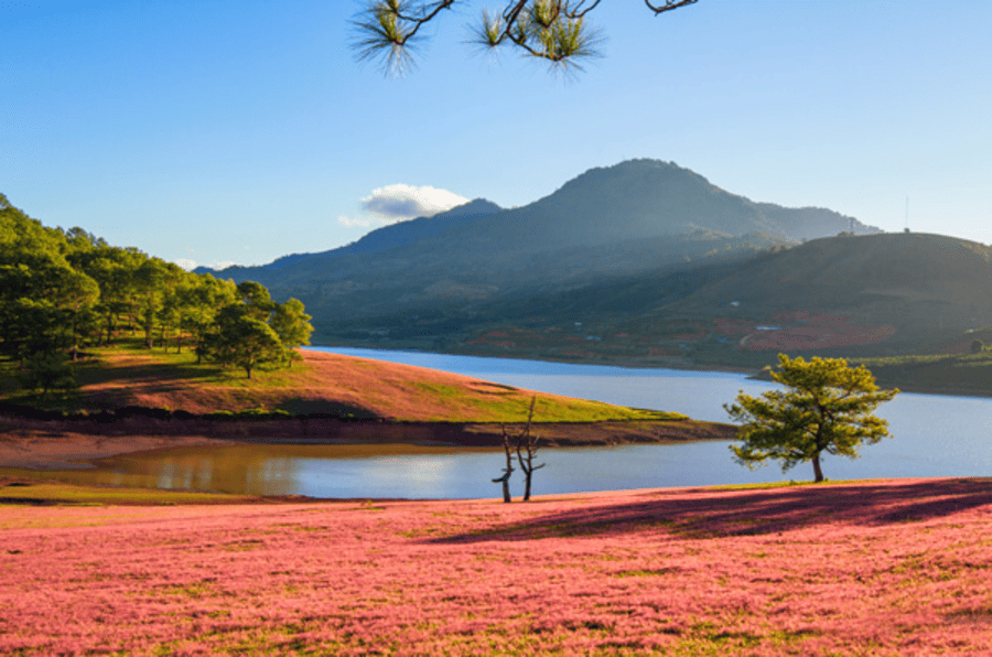doi-co-hong-da-lat