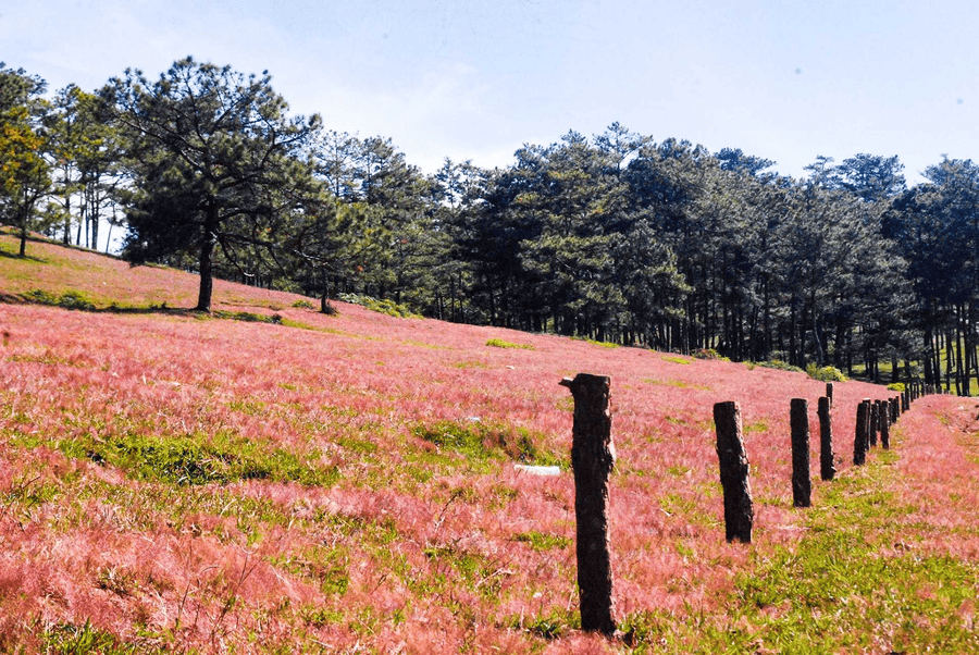 doi-co-hong-da-lat