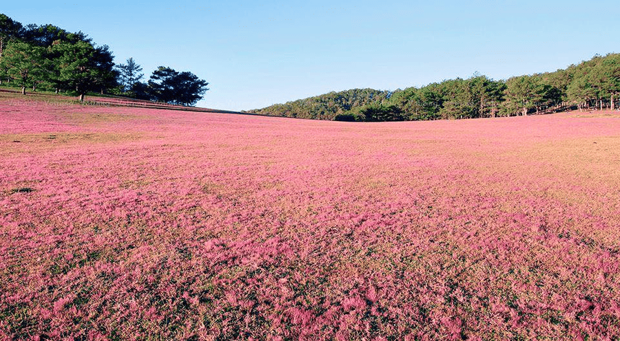 doi-co-hong-da-lat