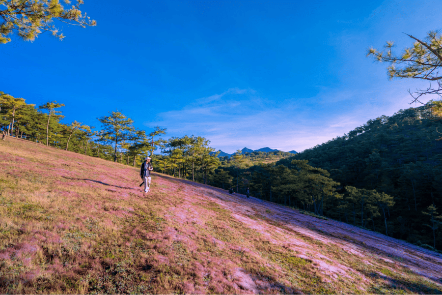 doi-co-hong-da-lat