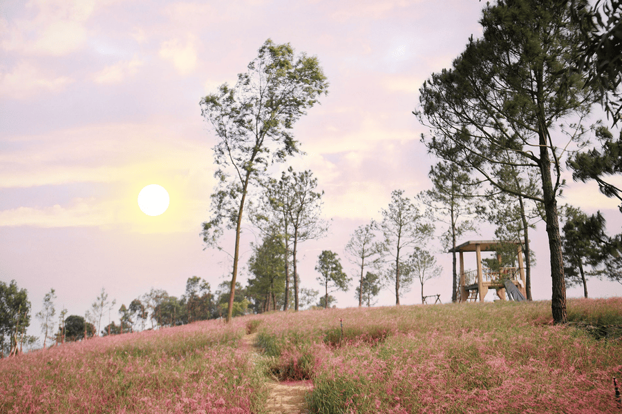doi-co-hong-da-lat