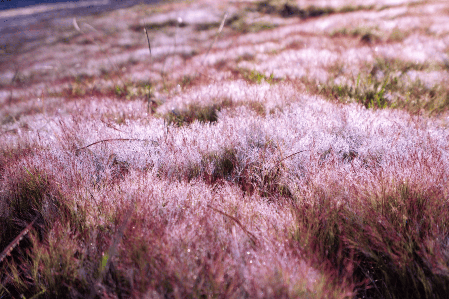 doi-co-hong-da-lat