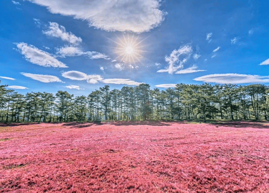 doi-co-hong-da-lat