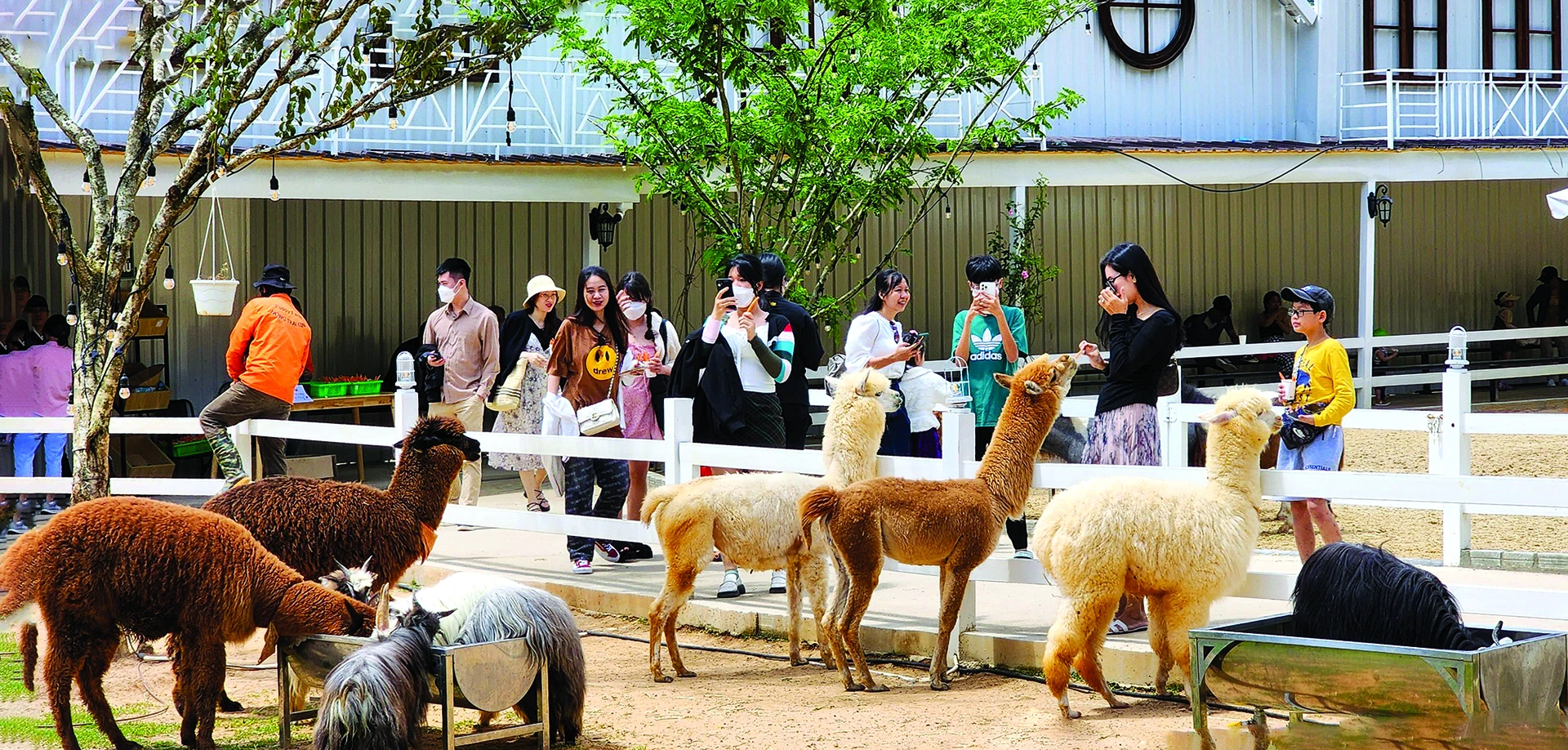 puppy-farm-da-lat-1