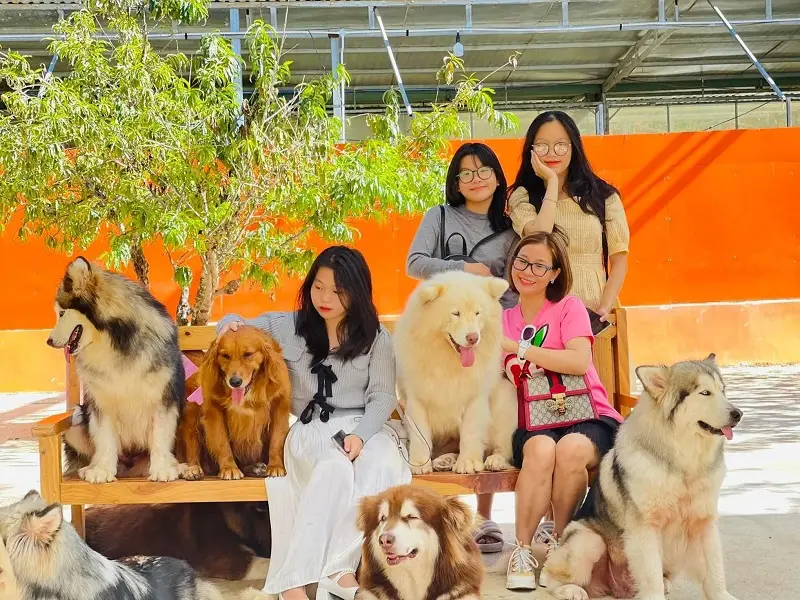puppy-farm-da-lat-3