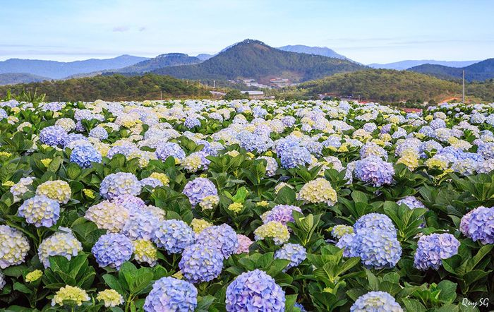 thang-4-da-lat-co-gi