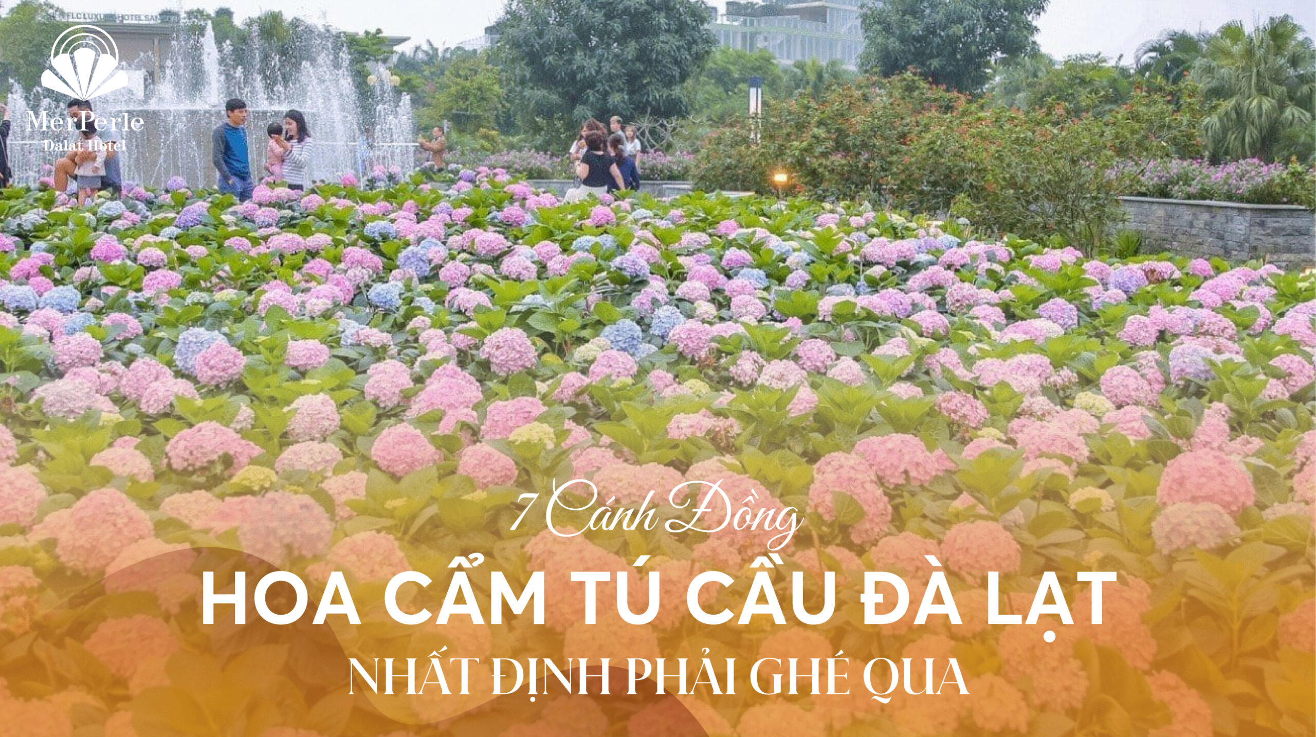 canh-dong-hoa-cam-tu-cau
