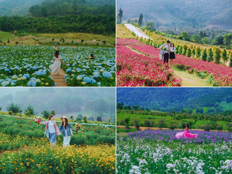 canh-dong-hoa-cam-tu-cau